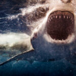 Extreme close up of Great White Shark attack with blood