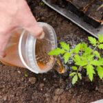 a man’s hand fertilizes the tomato bushes in the greenhouse