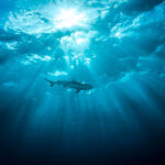 A shark in Truk Lagoon