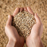 Close up of cupped farmer’s hands full of grain